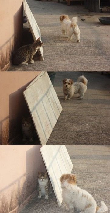 Мем кот спрятался от собак