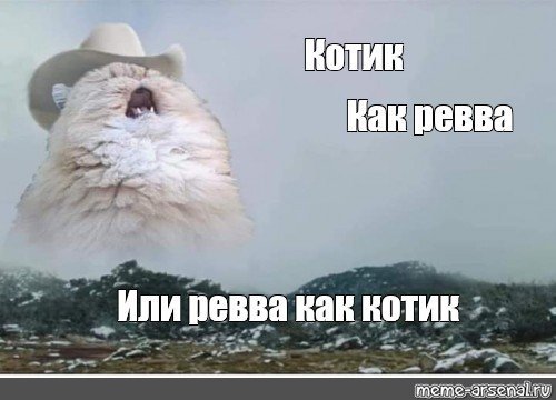 А чё в смысле кот