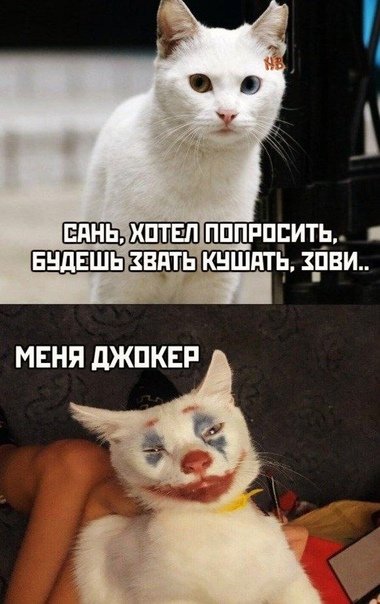 Котик Джокер Мем