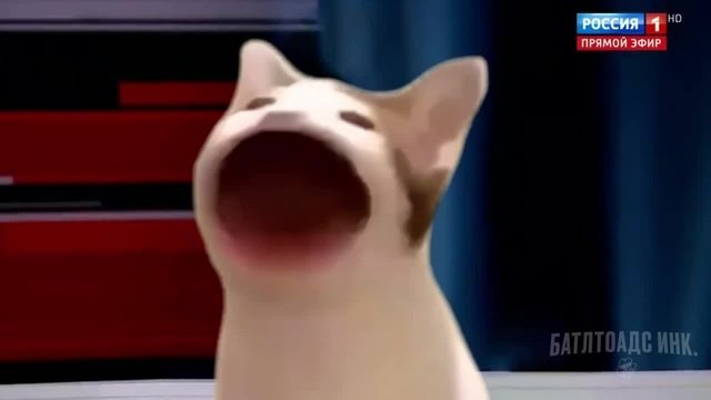 Мемный кот который открывает рот