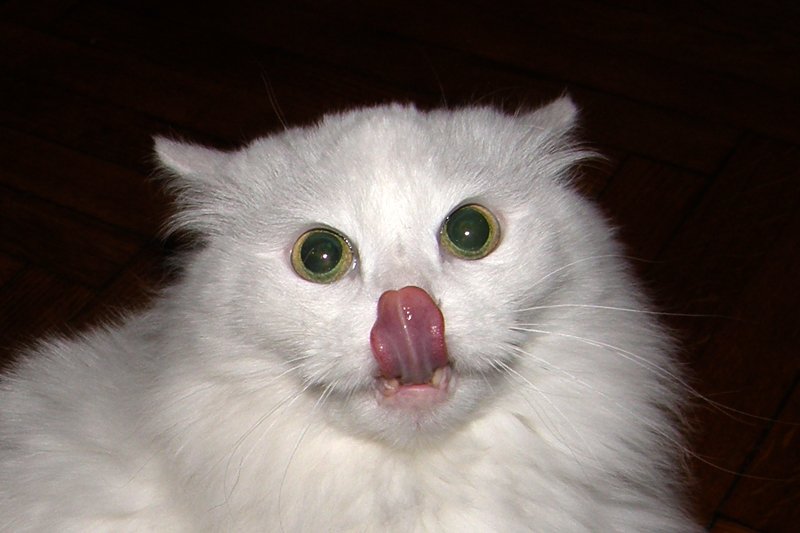 Белый котик с высунутым языком