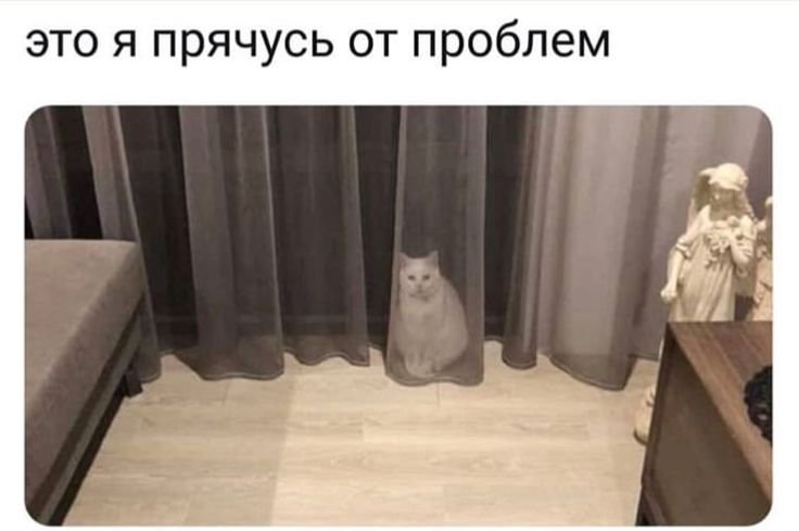 Кошка прячется от собак