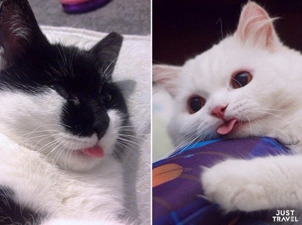 Белый кот с высунутым языком
