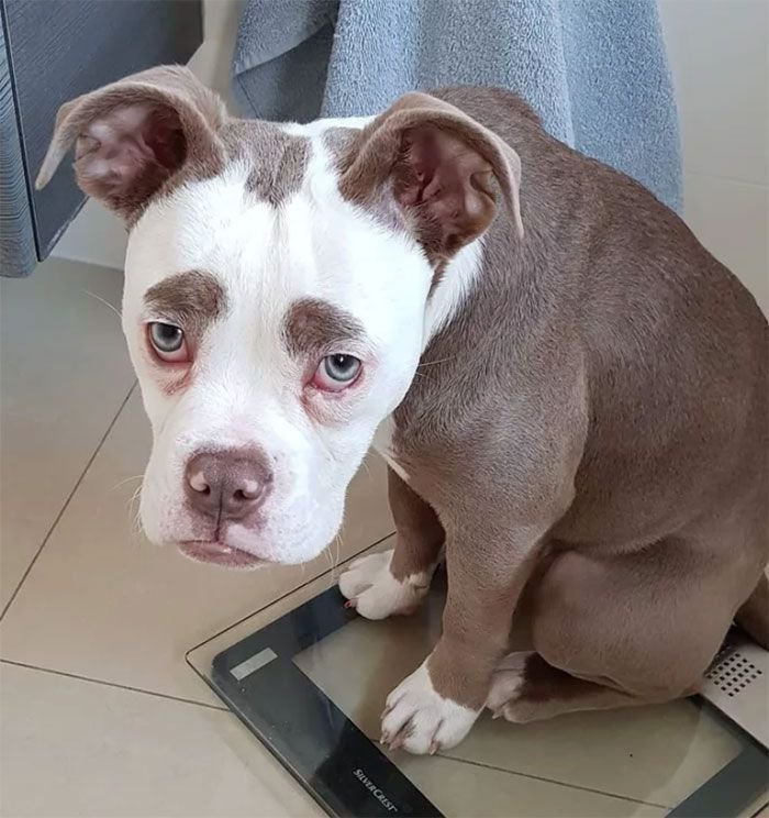 Унылая собака