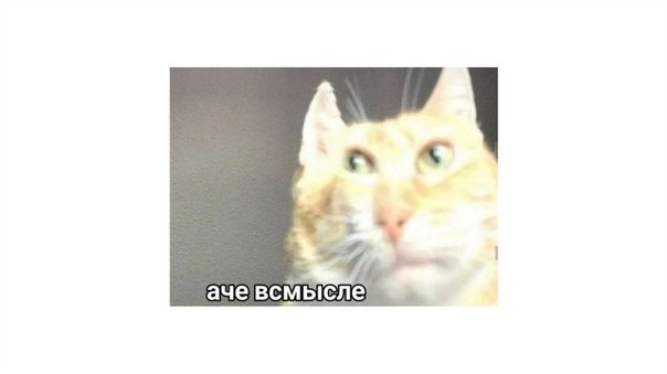 Всмысле Мем кот
