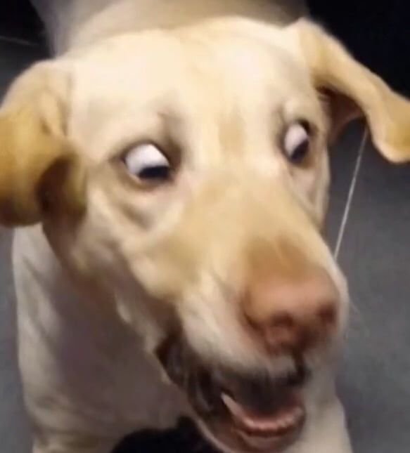 Испуганная собака