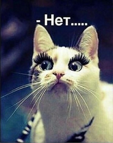 Кошка с накладными ресницами