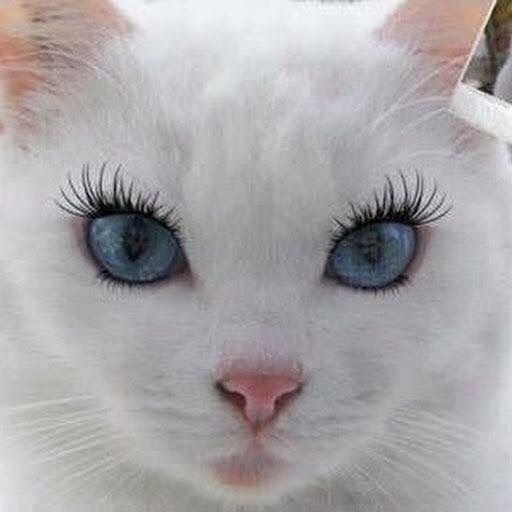 Кошка без ресниц