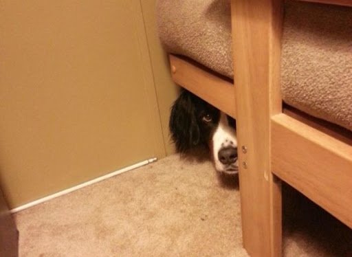 Собака прячется