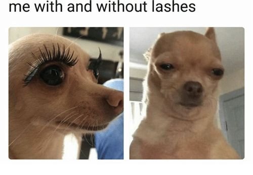 Собака с ресницами прикол