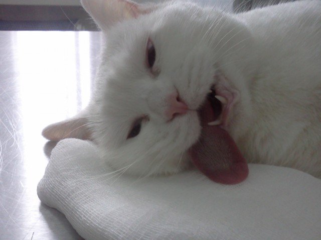 Язычок кота