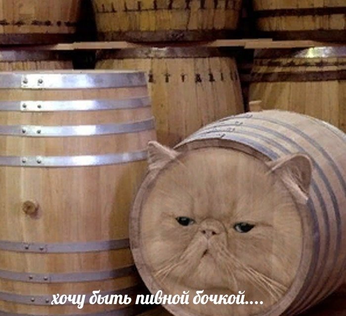 Кот в бочке