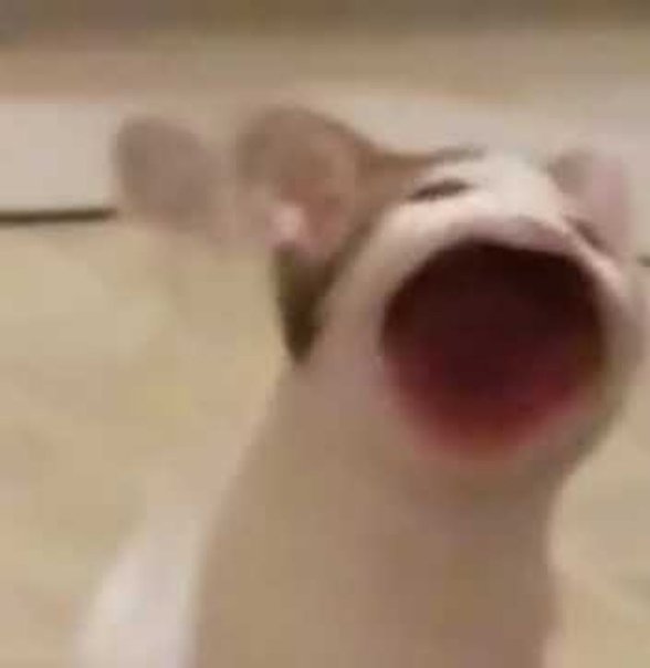 Кот из мема с открытым ртом