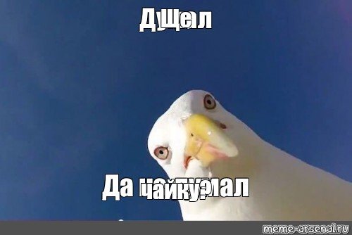 Чайка Мем