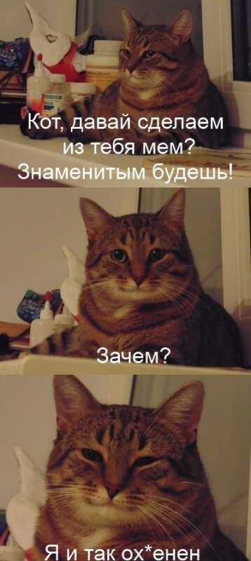 Коты мемы
