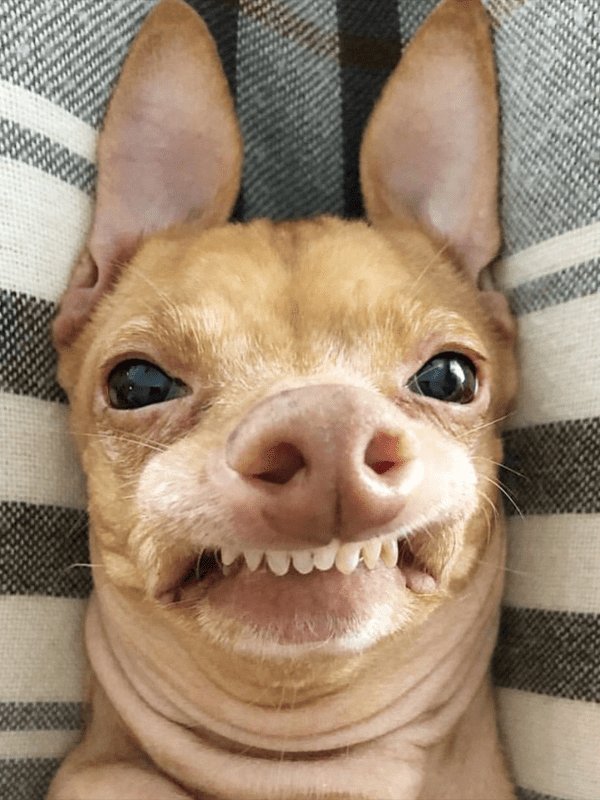 Тунец, чивини