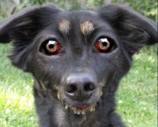 Собака порода Черныш Черныш