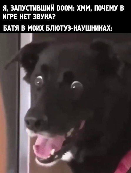 Собака пугается