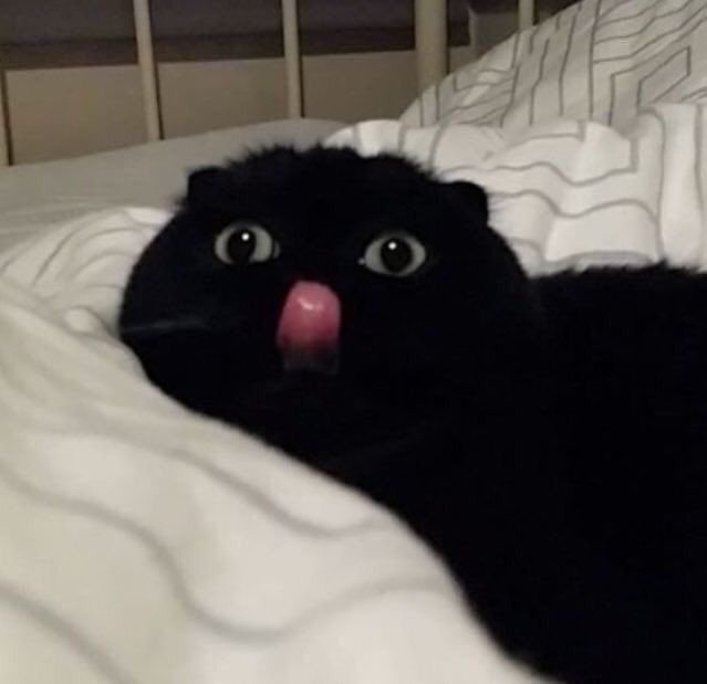 Черный кот с высунутым языком Мем
