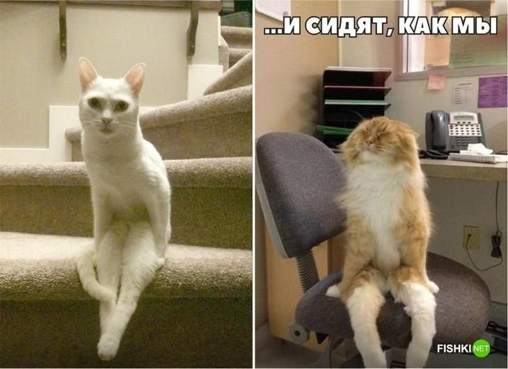 Кот сидит на стуле