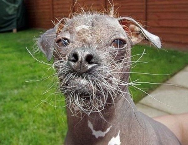 Лысая собака с бородой