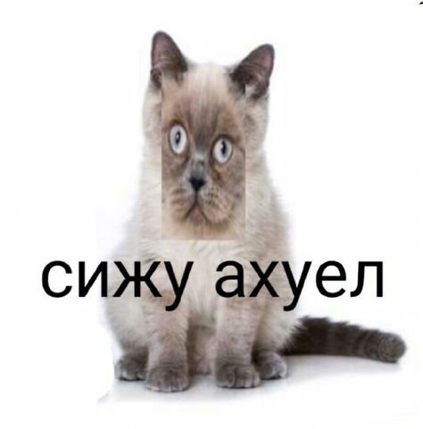Сижу аху Мем кот