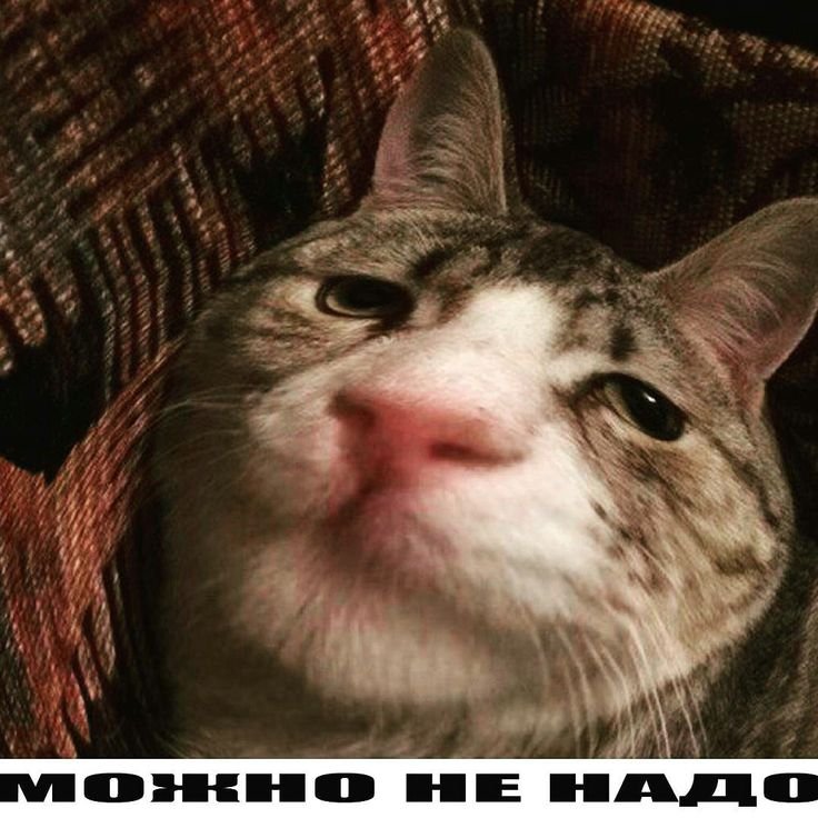 Упоротые коты