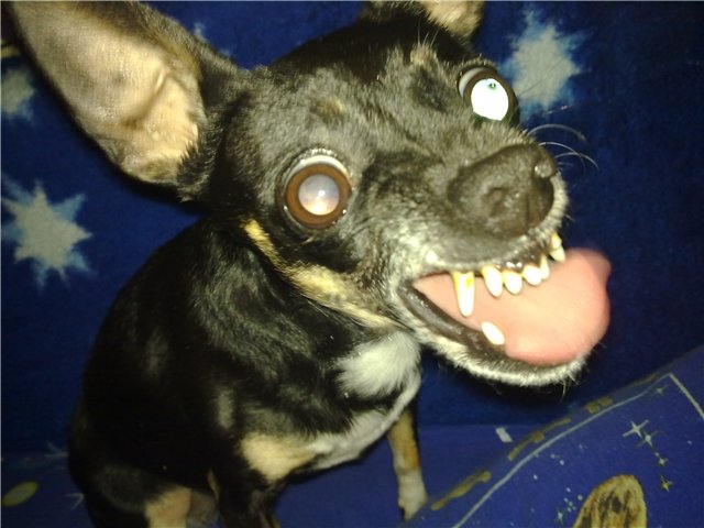 Терьер Ушастый