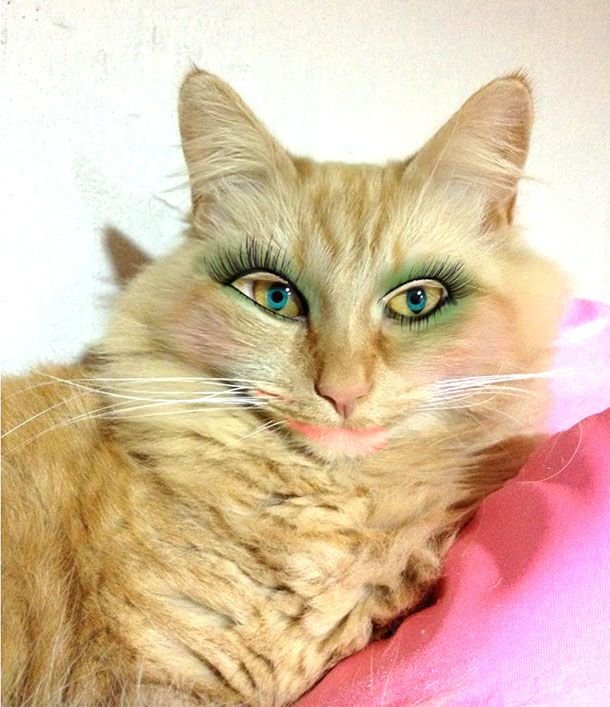 Кошечка накрашенная
