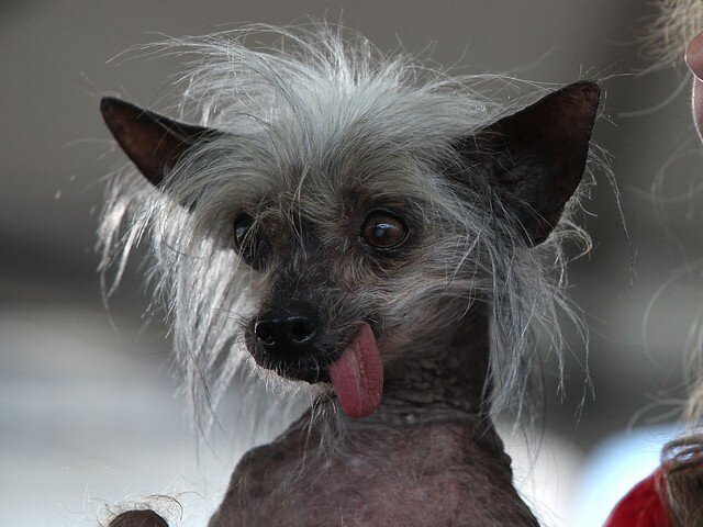 Некрасивая собака