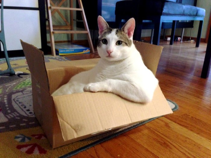 Кот сидит в коробке