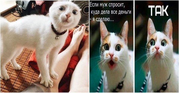 Кот с ресницами