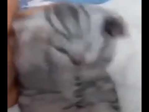 Котитик держится за голову