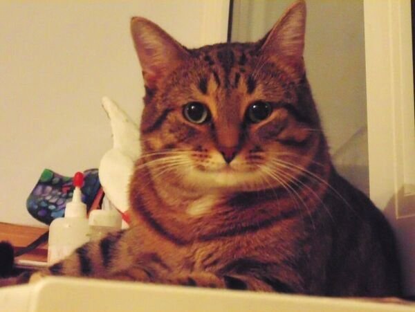 Довольный котик