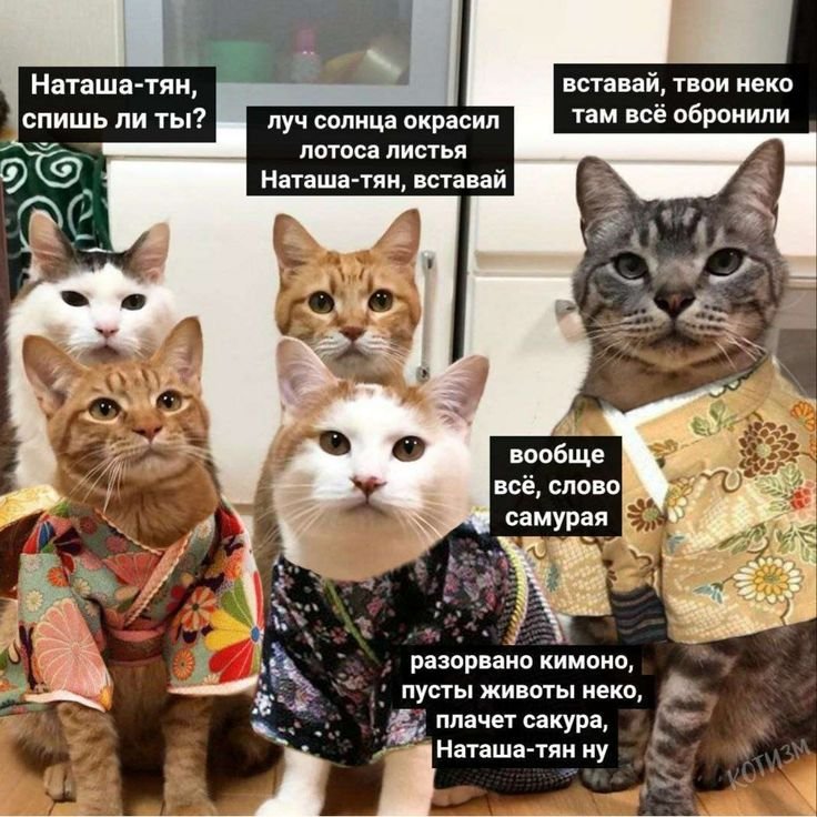 Смешные мемы с котами