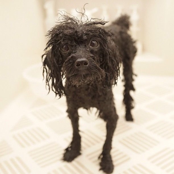 Облезлый пудель