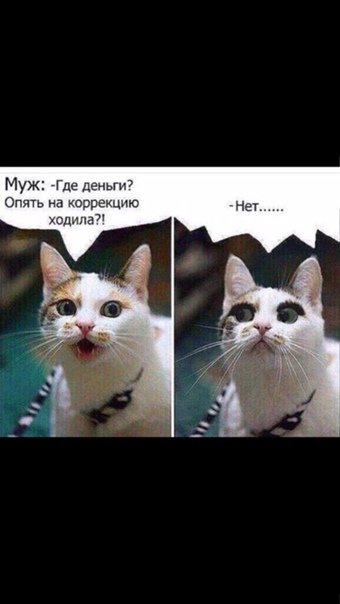 Кошка где деньги