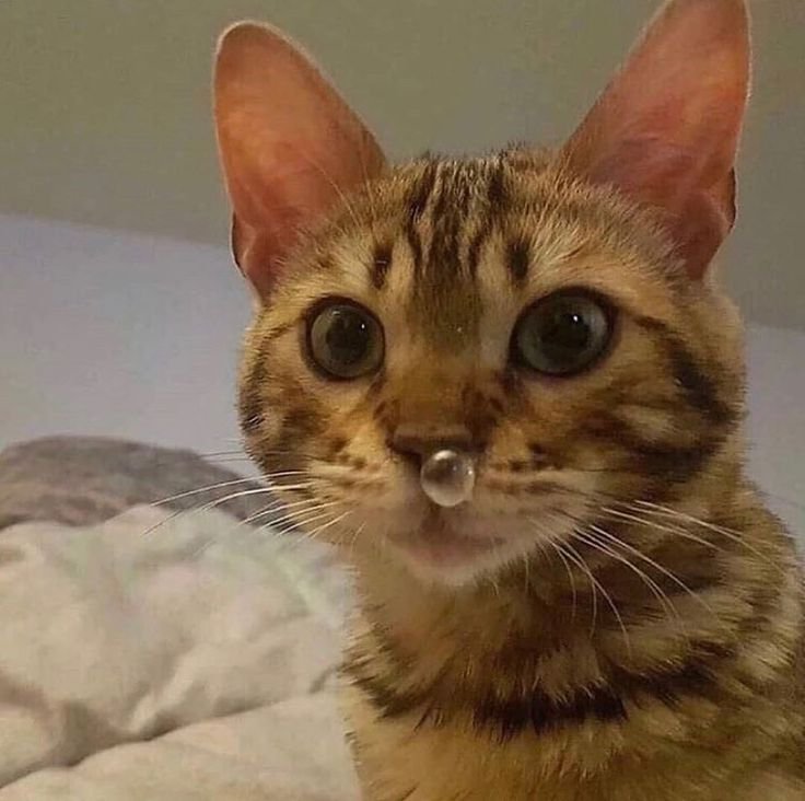 Сопливый котик