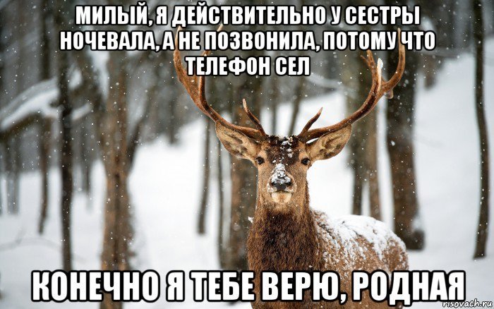 Олень в отношениях