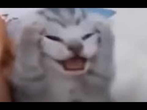 Орущий кот