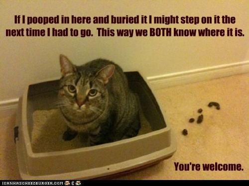 Смешной кошачий лоток