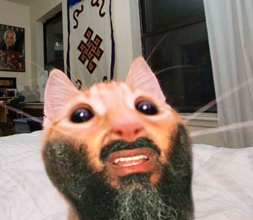 Упоротые коты