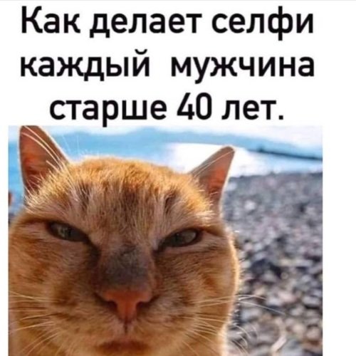 Селфи мужиков за 40 коты