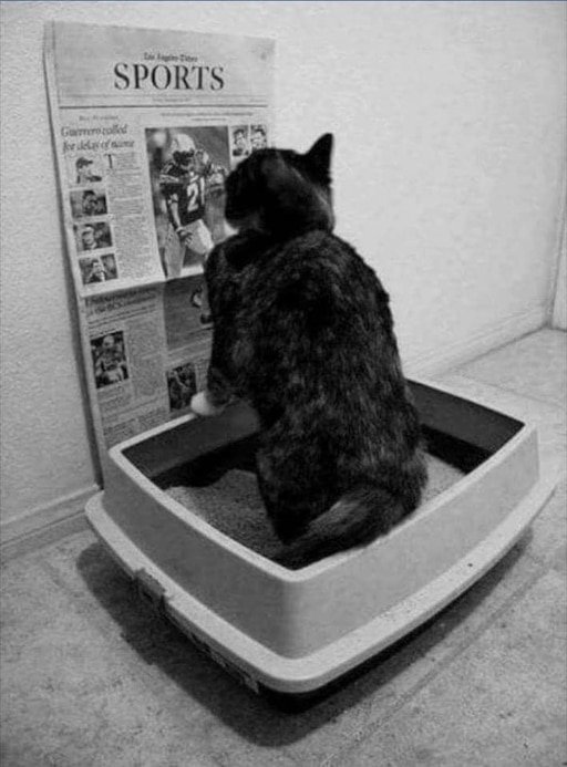 Кошачий лоток прикол