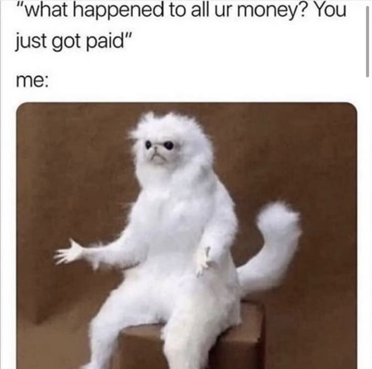 Белый кот Мем