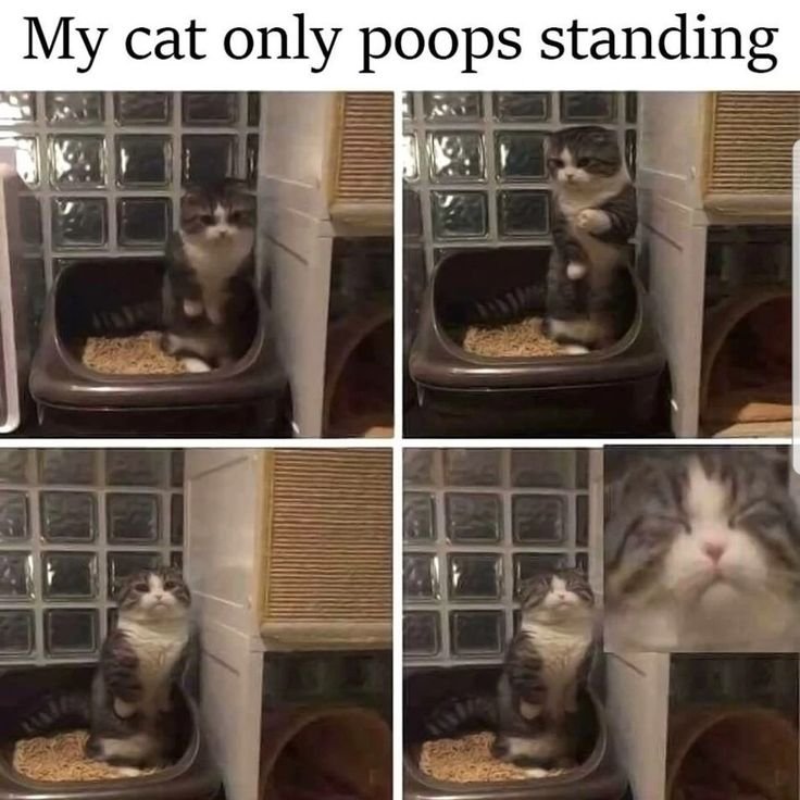 Кошка в лотке смешная