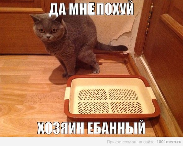 Нагадил в кошачий лоток