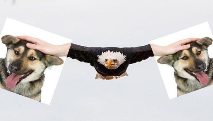 Собаку гладят по голове