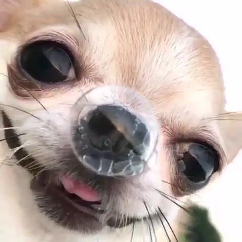 Чихуахуа с пузырем из носа