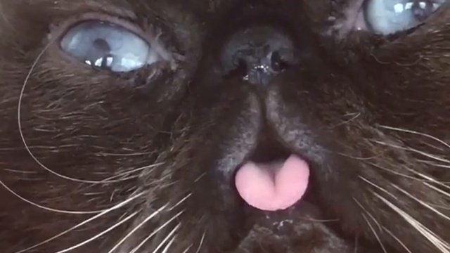 Котик с пузырем из носа